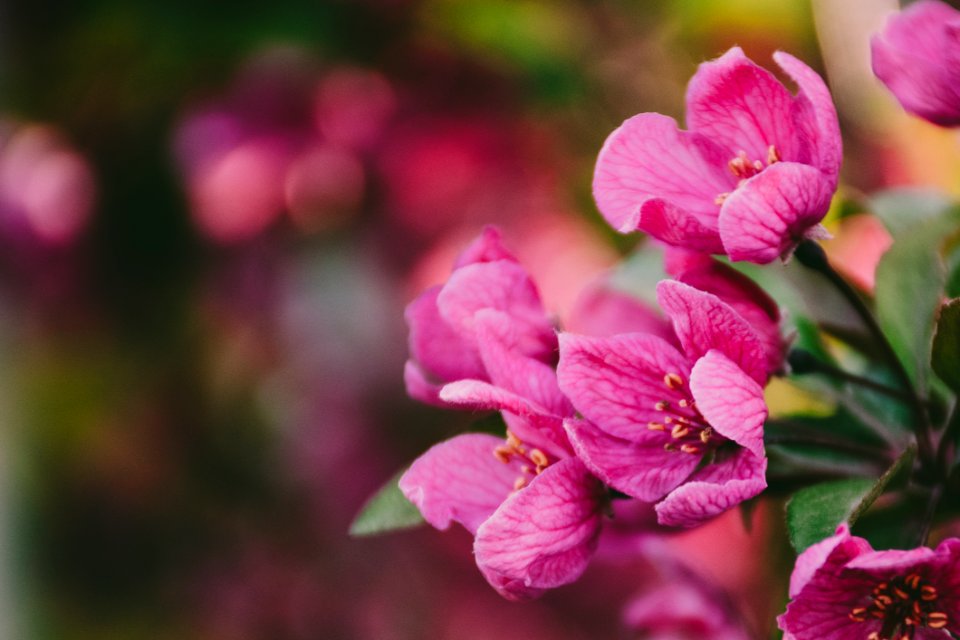 Close-Up Photography Of Purple Flowers