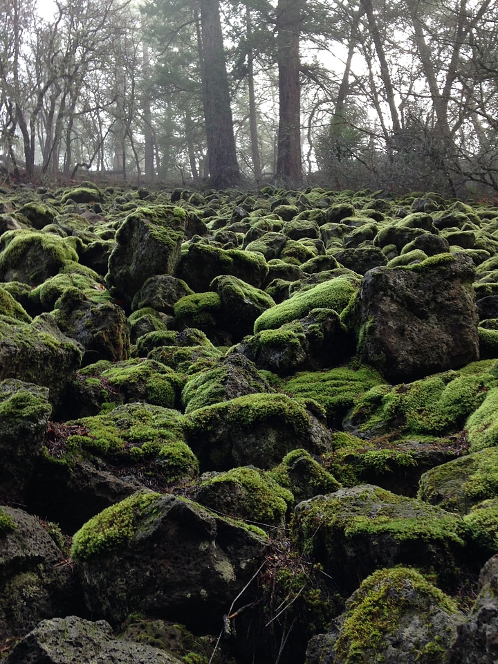 Moss wintergreen green stones