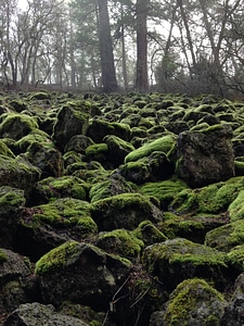 Moss wintergreen green stones