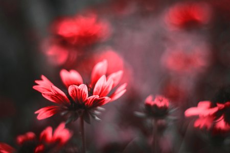 Close-Up Photography Of Flower