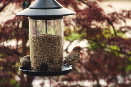 Selective Focus Photography Of House Finch Perched On Bird Feeder photo