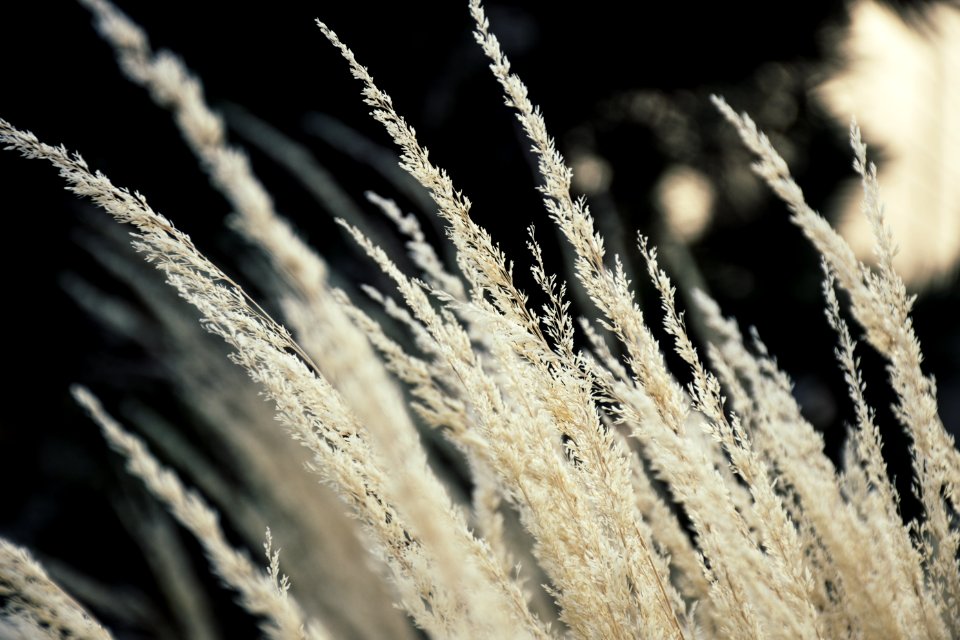 White Grains Photography