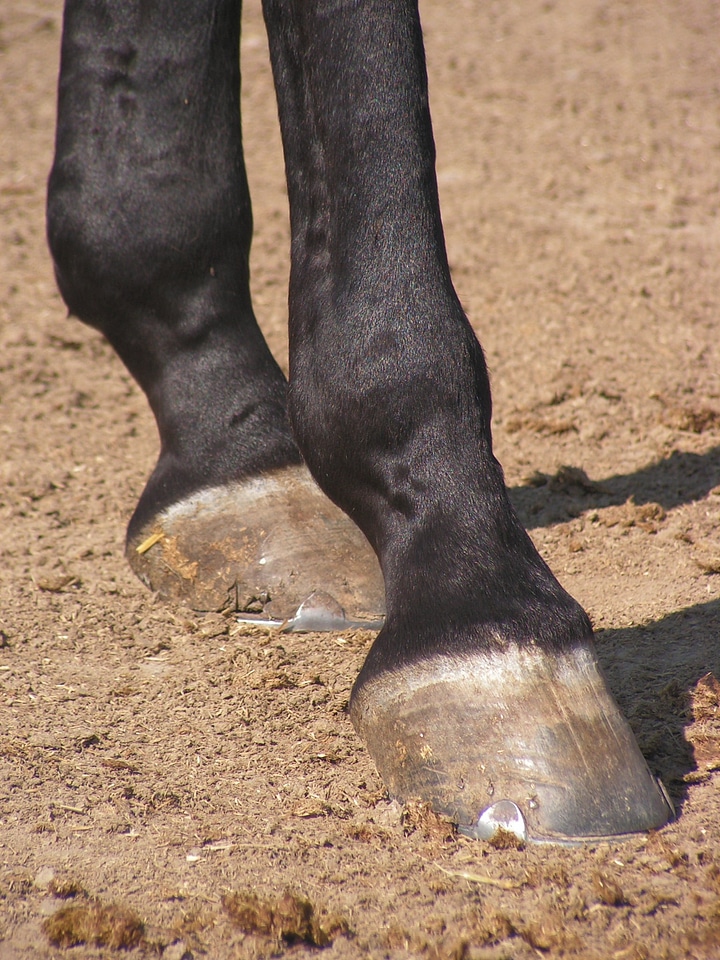 Foot hooves feet