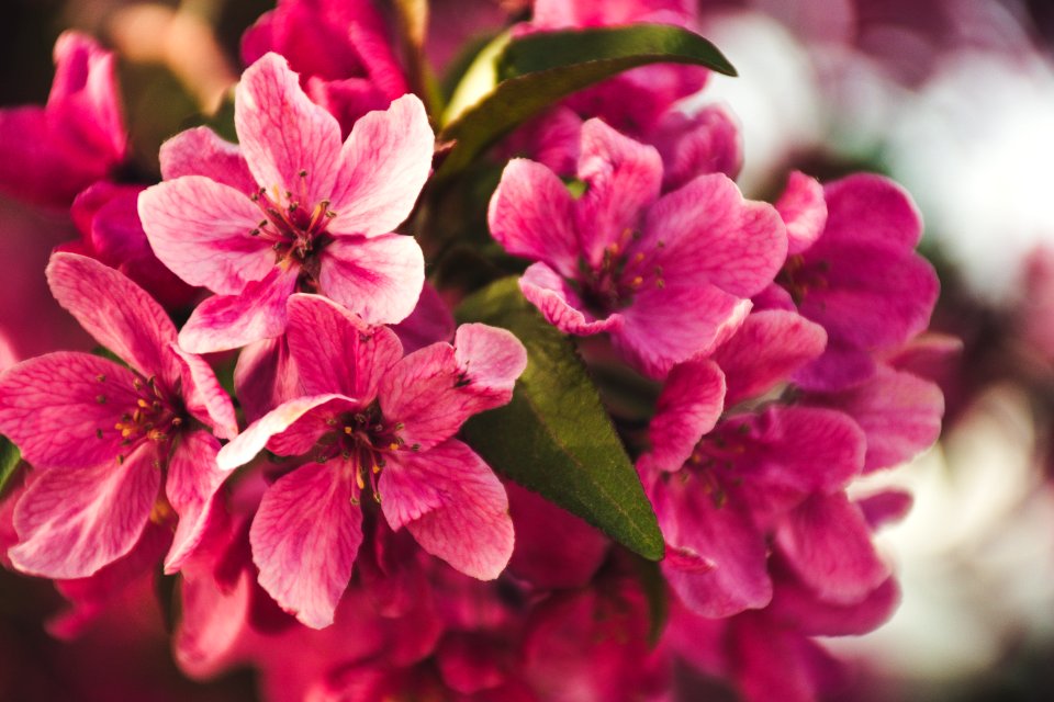 Selective Focus Photography Of Pink Flowers