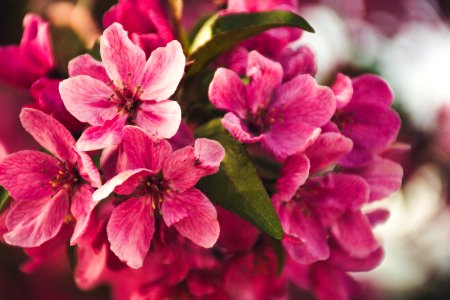 Selective Focus Photography Of Pink Flowers photo