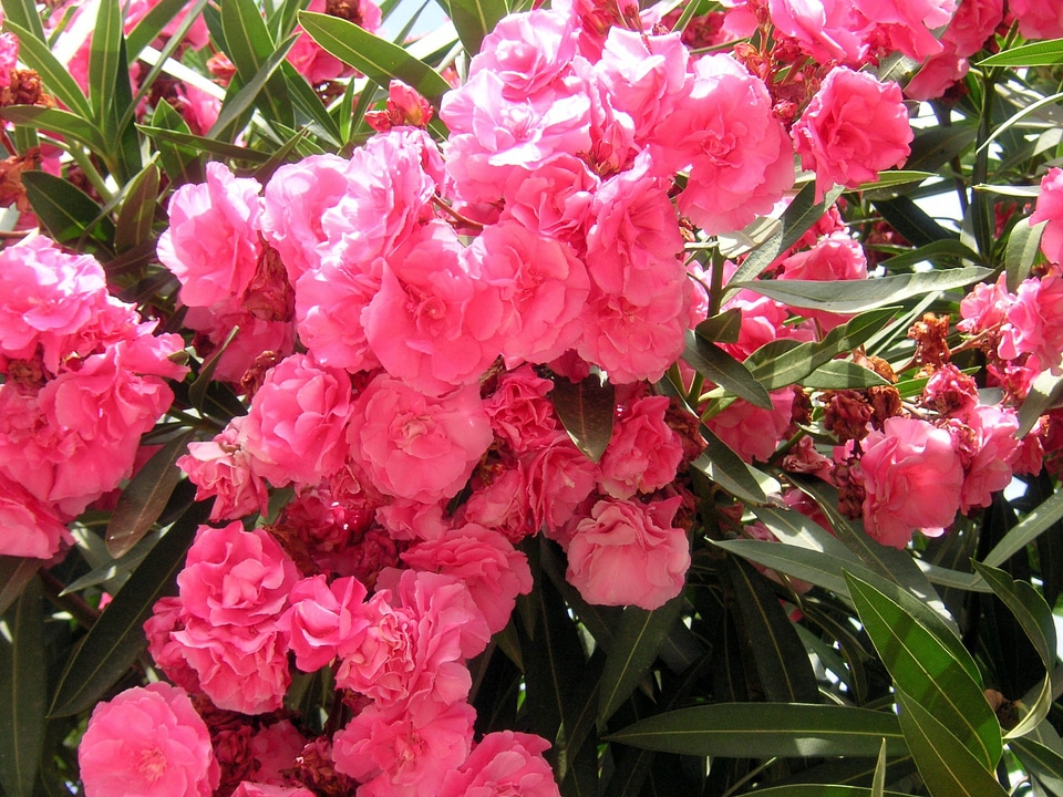 Blossoms blooming blooms