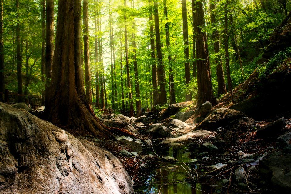 Photography Of Forest During Daytime
