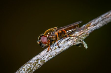Hoverfly
