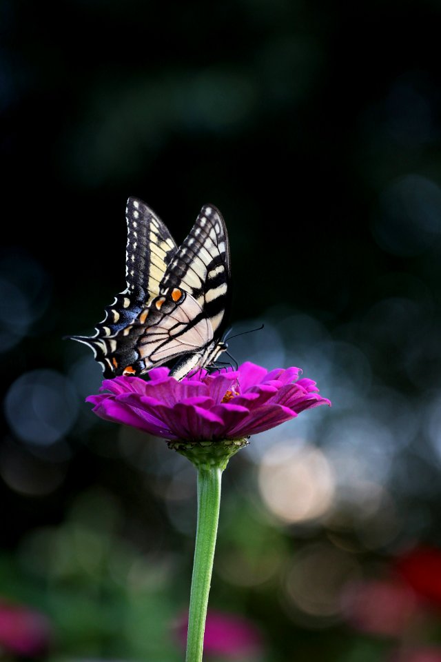 Close-up Photography Of Butterfly photo