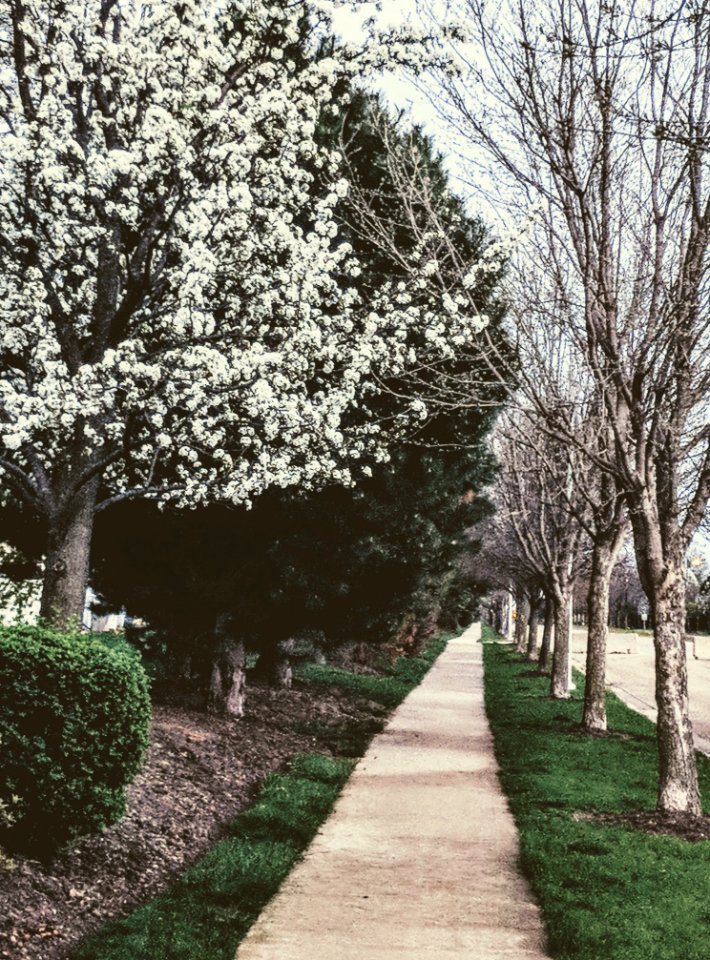 White Flowers On Trees