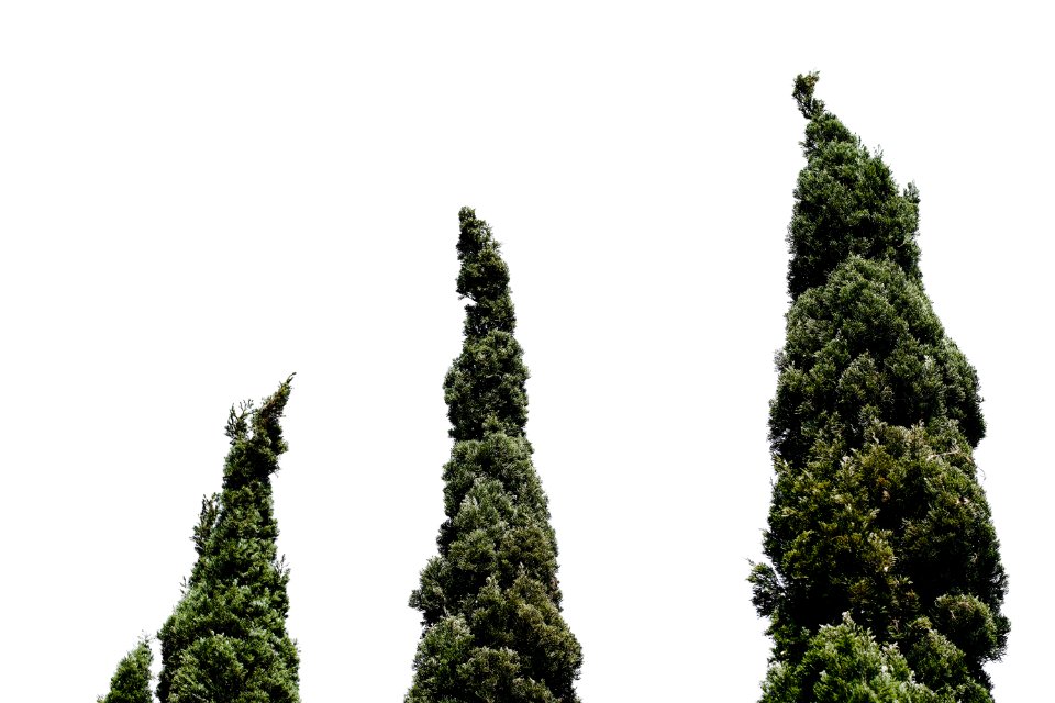 Worms-eye View Of Three Green Leafed Trees