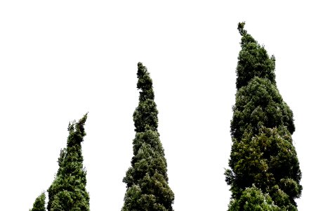 Worms-eye View Of Three Green Leafed Trees photo