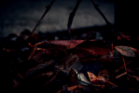Close-Up Photography Of Fallen Leaves photo