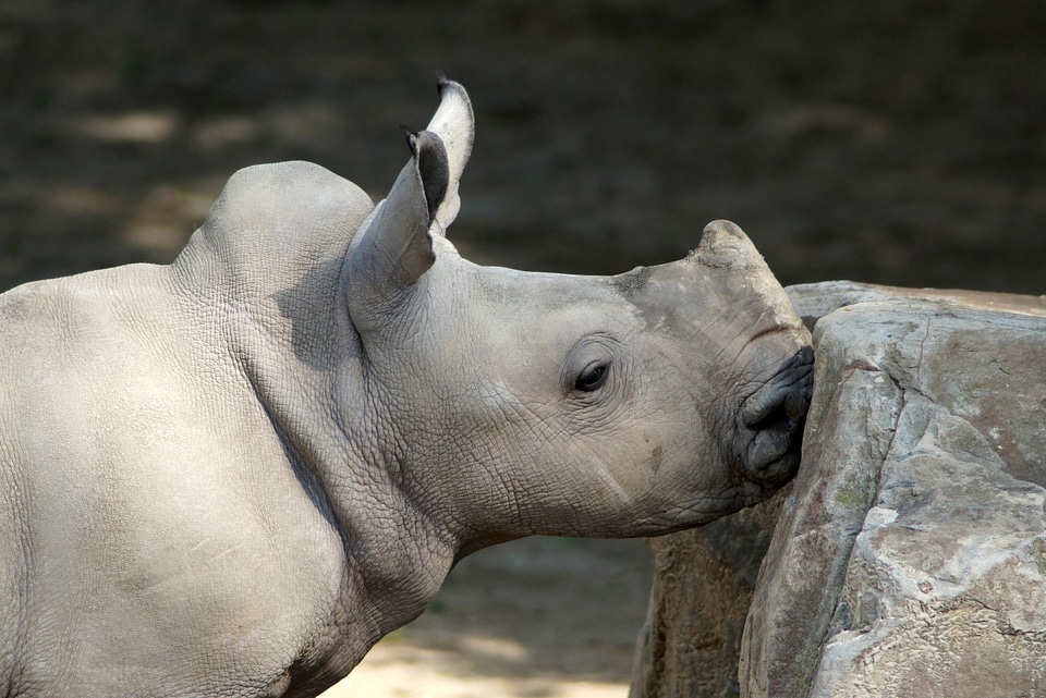 Young animal animal perissodactyla