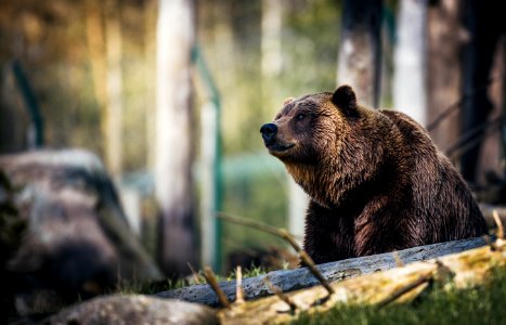 Close-Up Photography Of Grizzly Bear photo