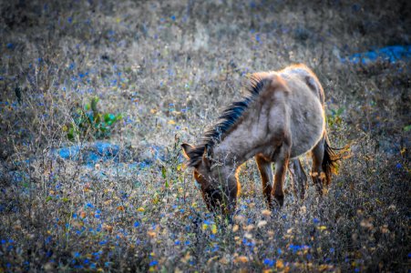 Brown Horse Eating Grass On A Field photo