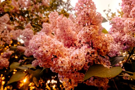 Shallow Focus Photography Of Pink Flowers photo