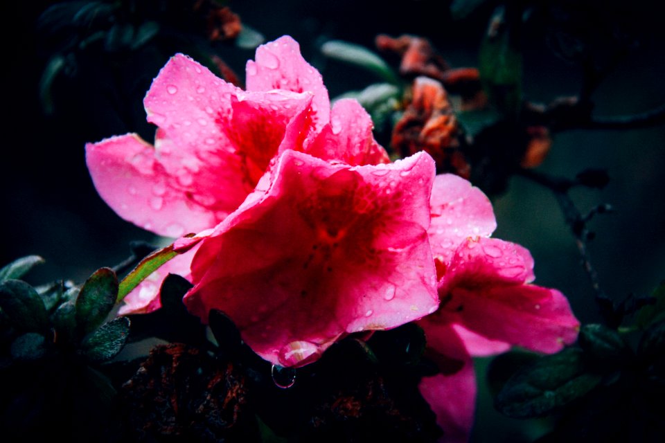 Close-Up Photography Of Pink Flower With Droplets