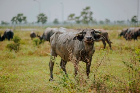Water Buffalo On Green Grass