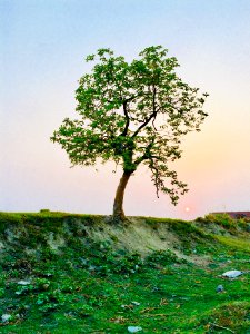 Photography Of Tree