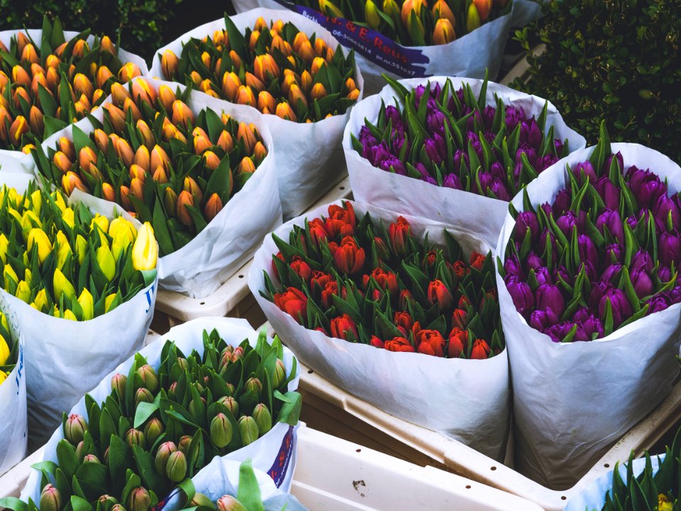 Photo Of Bouquet Of Tulips