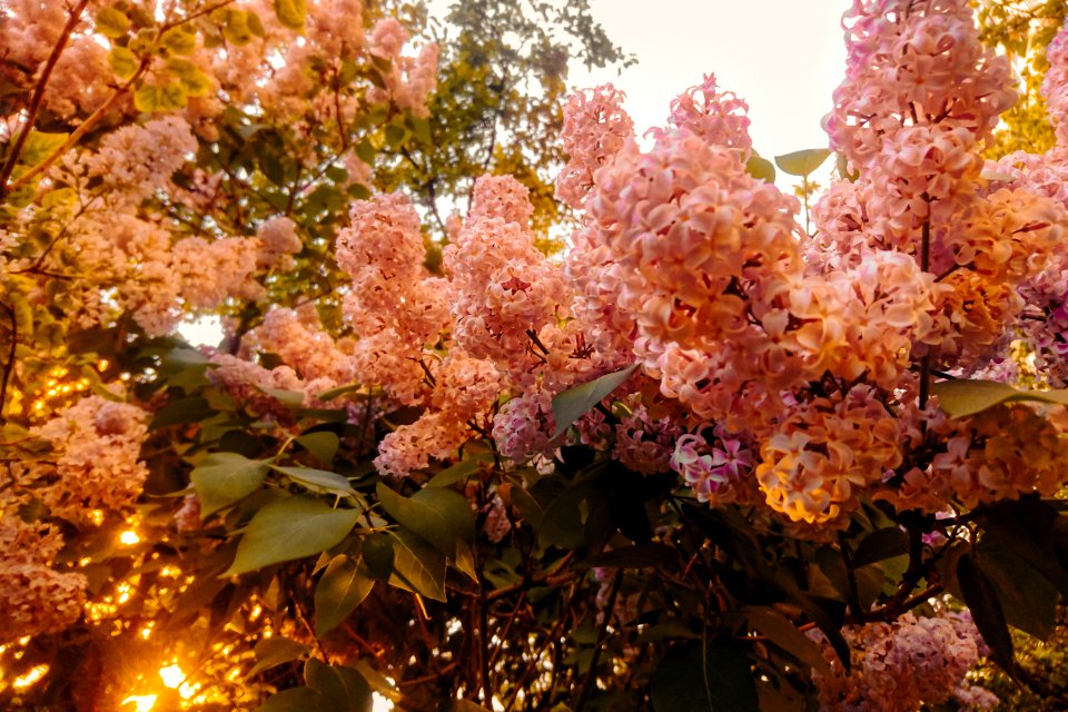Photography Of Pink Flowers