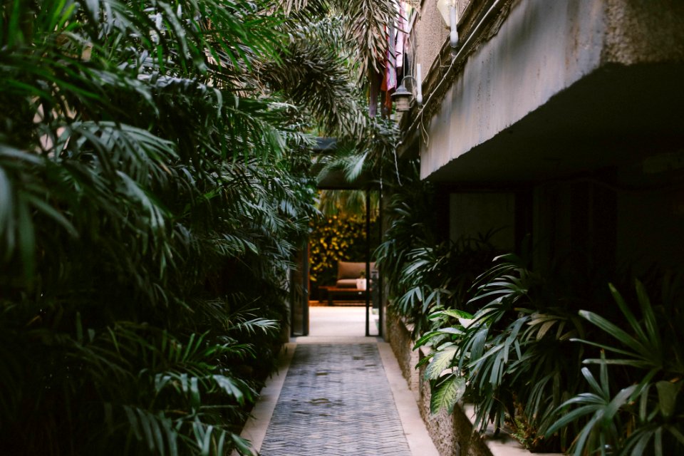 Pathway In The Middle Of Linear Leaf Plants