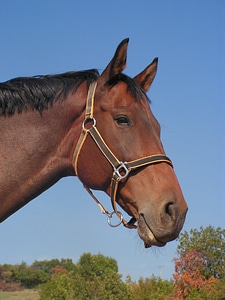 Head halter mane