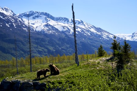 Two Brown Bears On Grass Field