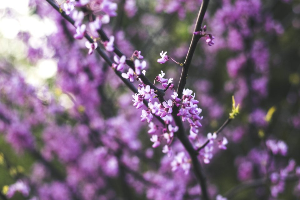 Purple And White Flowers