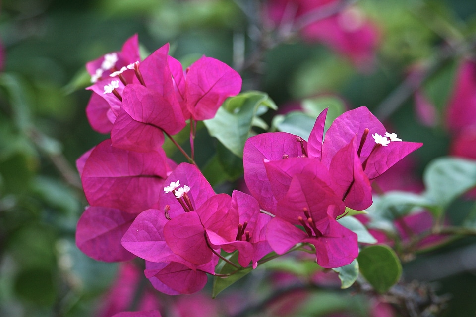 Nature beauty spring