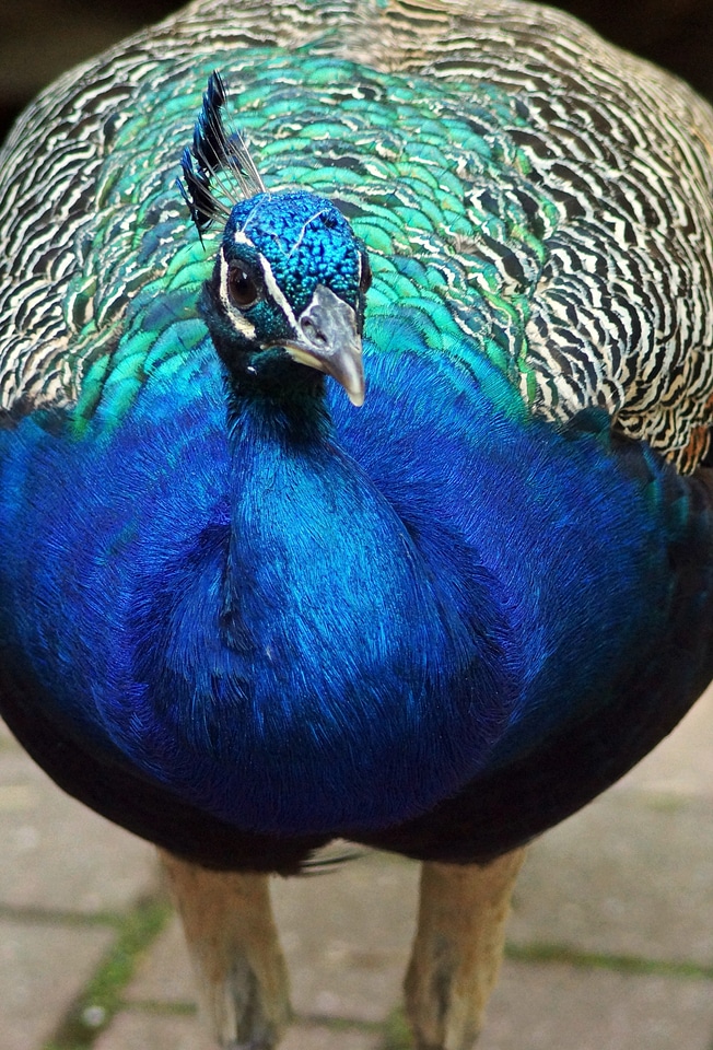 Close up color feather