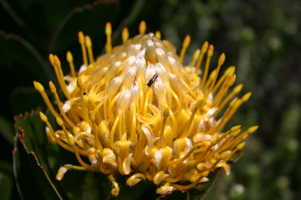 Sugar bush protea yellow