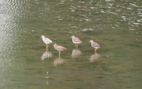 Bird Water Fauna Seabird