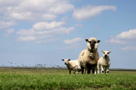 Grassland Sheep Pasture Field photo