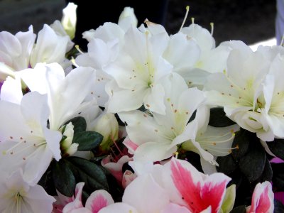 Flower Plant White Pink