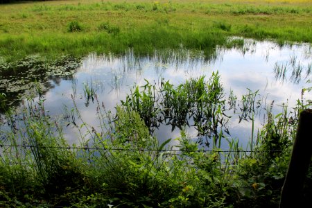 Water Wetland Marsh Nature Reserve photo