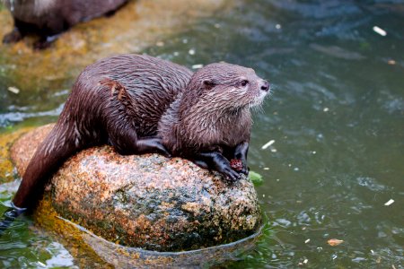Otter Mammal Fauna Mustelidae photo