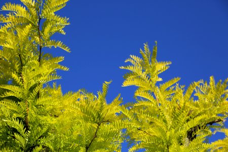 Sky Vegetation Tree Leaf photo