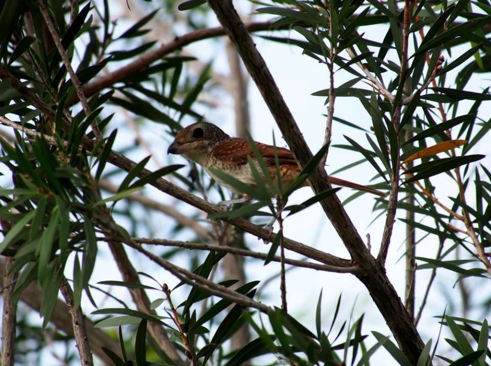 Bird Fauna Beak Flora