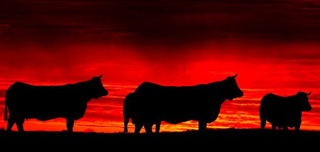 Cattle Like Mammal Sky Bull Silhouette photo
