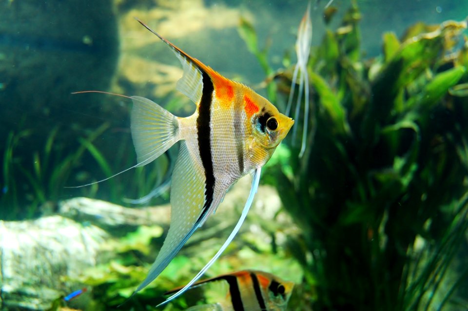 Ecosystem Fish Freshwater Aquarium Fauna