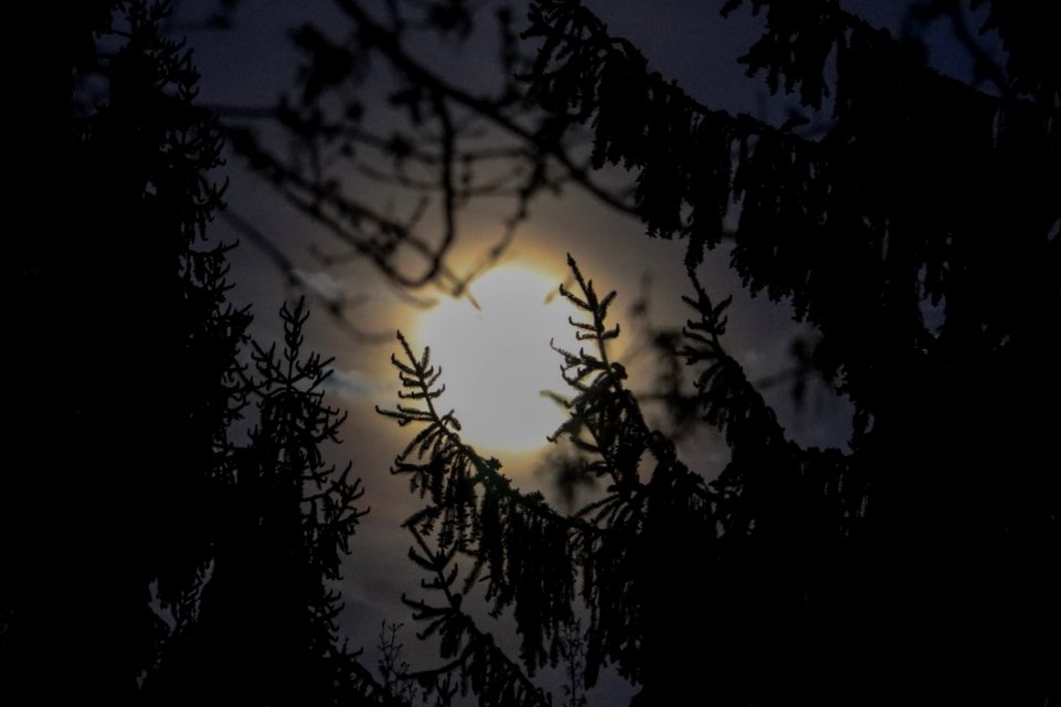 Branch Sky Darkness Tree