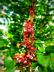 Plant Smartweed Buckwheat Family