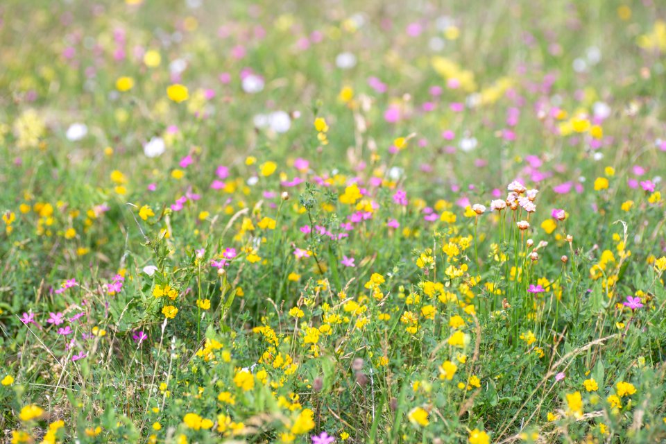 Flower Wildflower Yellow Meadow