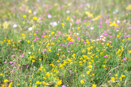 Flower Wildflower Yellow Meadow photo