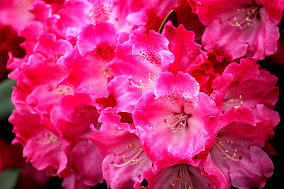 Flower Pink Flowering Plant Woody Plant