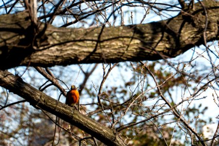 Branch Tree Bird Fauna
