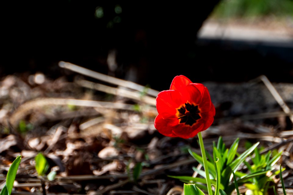Flower Plant Flora Flowering Plant