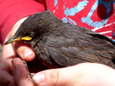 Bird Beak Fauna Blackbird photo